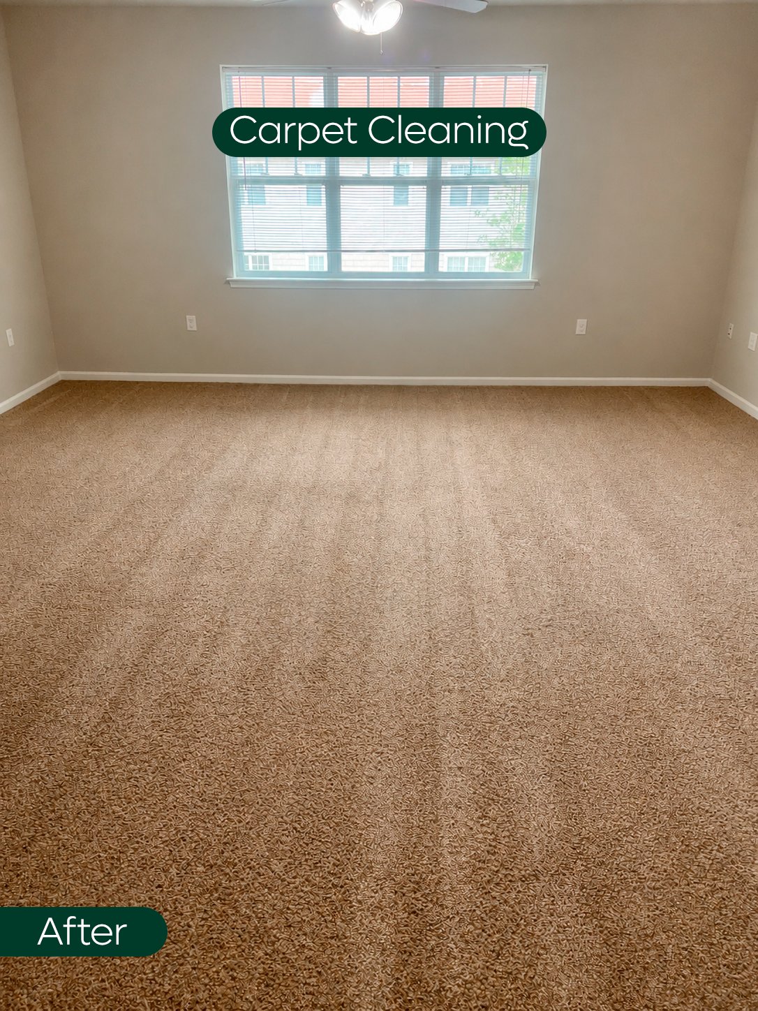 Spacious bedroom carpet left with fresh grooming lines after a carpet cleaning